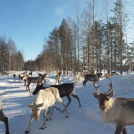 Your Peace Of Lapland Rovaniemi