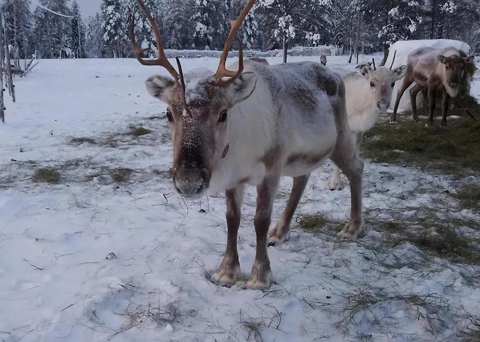 Your Peace Of Lapland ヴィラ ロヴァニエミ